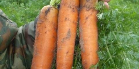 Šargarepa bangor f1